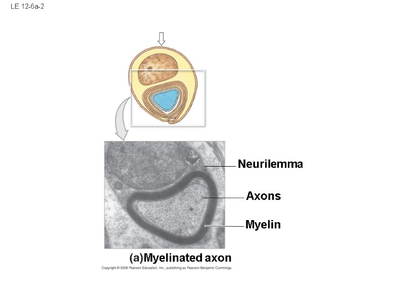 LE 12-6a-2 Myelin  Axons Neurilemma Myelinated axon